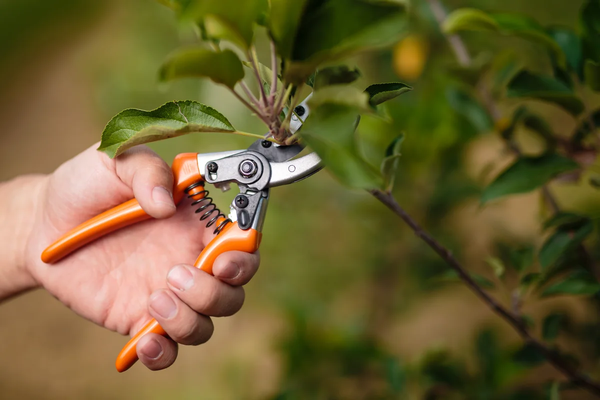 Tuinwerkzaamheden in februari: bereid je tuin voor op de lente