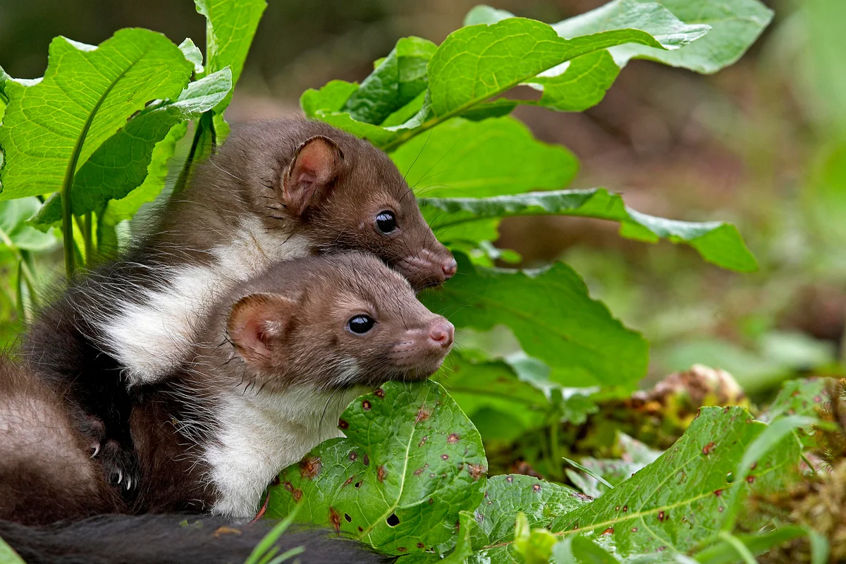 De steenmarter en Hero: een complexe (nieuwe) samenleving van mens en natuur